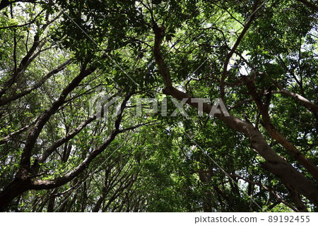 Hiking trail Hiking trail 89192455