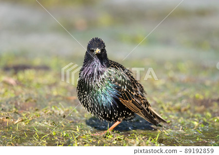 European starling (Sturnus vulgaris) walking on the grass 89192859