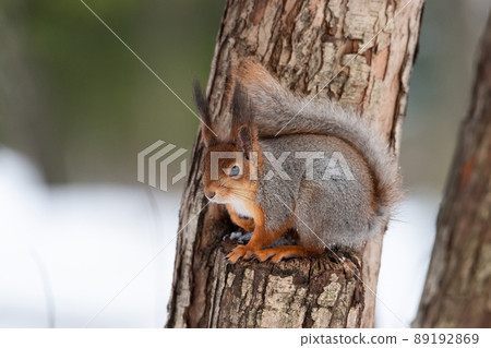 Red squirrel sitting on a tree branch in winter forest and nibbling seeds on snow covered trees background. 89192869