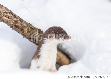 Least Weasel (Mustela nivalis) in snowy March. Least Weasel (Mustela nivalis) in snowy March. 89192893