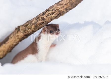 Least Weasel (Mustela nivalis) in snowy March 89192896