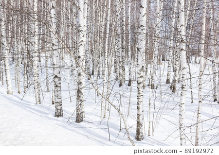 Young birches with black and white birch bark in winter in birch grove against background of other birches 89192972