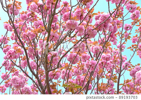 Speaking of spring flowers in Japan, after all cherry blossoms image of cherry blossoms background material 89193703