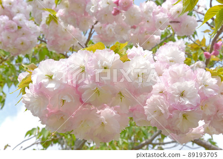 Speaking of spring flowers in Japan, after all cherry blossoms image of cherry blossoms background material 89193705