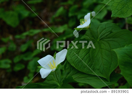 Trillium camschatus flower at Rokko Alpine Botanical Garden 89193901