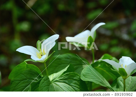 Trillium camschatus flower at Rokko Alpine Botanical Garden Trillium camschatus flower at Rokko Alpine Botanical Garden 89193902