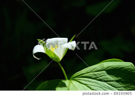 六甲高山植物園的延齡草花 六甲高山植物園的延齡草花 89193905