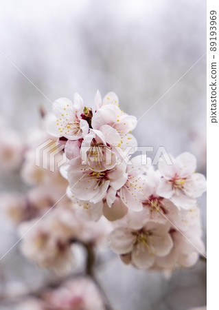 Cherry blossoms blooming in Sapporo, Hokkaido Cherry blossoms blooming in Sapporo, Hokkaido 89193969