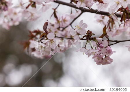 Cherry blossoms blooming in Sapporo, Hokkaido Cherry blossoms blooming in Sapporo, Hokkaido 89194005