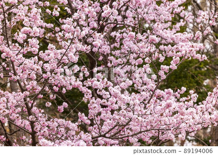 Cherry blossoms blooming in Sapporo, Hokkaido Cherry blossoms blooming in Sapporo, Hokkaido 89194006