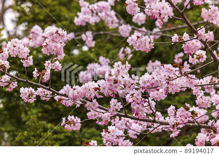 Cherry blossoms blooming in Sapporo, Hokkaido Cherry blossoms blooming in Sapporo, Hokkaido 89194017