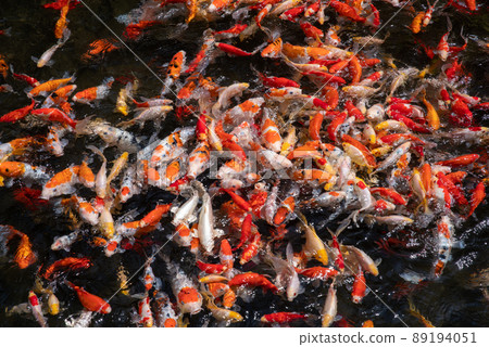 彩色鯉魚 彩色鯉魚 89194051