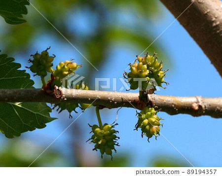Morus alba in the spring sky and sunlight (mulberry branch with green fruit) 89194357