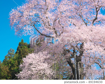 One cherry tree-Sakura in Totsube (2015) 89194630