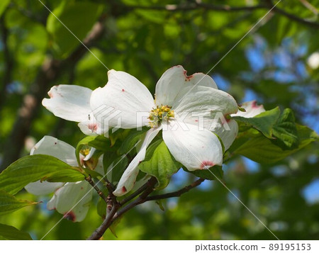 White dogwood in the morning sun (Spring Gennaiyama Ryokuchi '22) 89195153