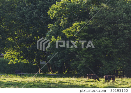 200617 Ranch evening view g011 89195160