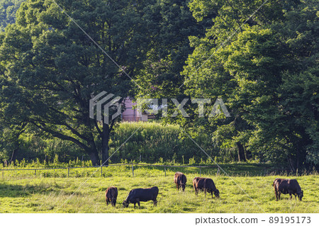 200617牧場夜景g002 89195173