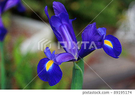 鳶尾花 鳶尾花 89195174