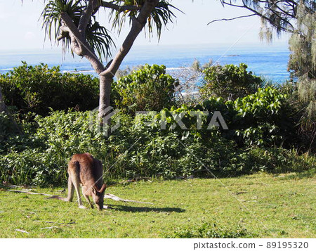Kangaroo on North Stradbroke Island, Australia Kangaroo on North Stradbroke Island, Australia 89195320