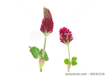 [深紅四葉草]（深度合成） 89195329