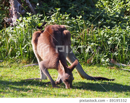 Australia Kangaroo with a small bird on its back Australia Kangaroo with a small bird on its back 89195332