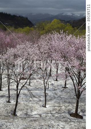 雪地上的櫻花 雪地上的櫻花 89195711