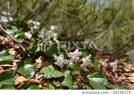 Iwauchiwa Iwauchiwa 89196378