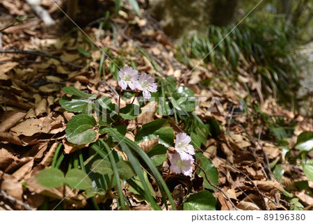 岩內和 岩內和 89196380