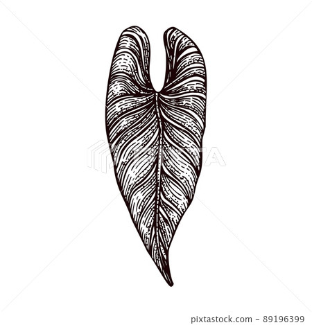 Engraved alocasia leaf isolated. Retro element tropical plants in hand drawn style. 89196399