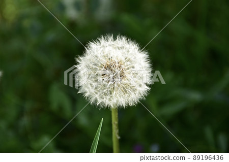 Dandelion fluff blooming in the field 89196436