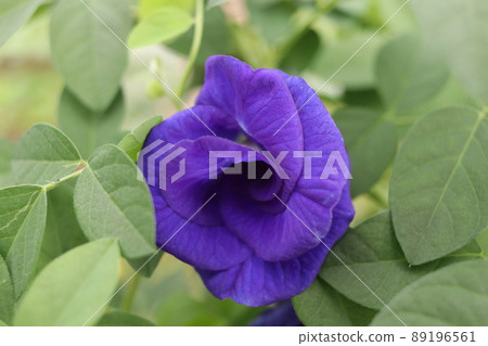 A Butterfly pea flower blooming. 89196561