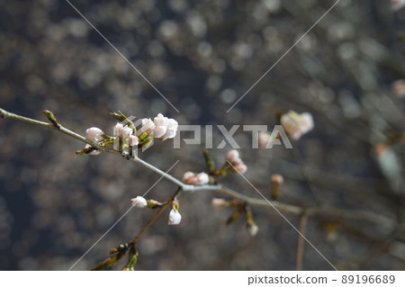 夜晚的櫻花 89196689