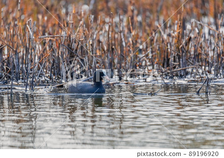 Bird Eurasian coot Fulica atra hiding in reeds 89196920