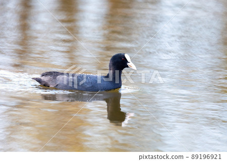 Bird Eurasian coot Fulica atra hiding in reeds 89196921