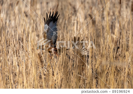 Marsh Harrier, Birds of prey, Europe Wildlife 89196924