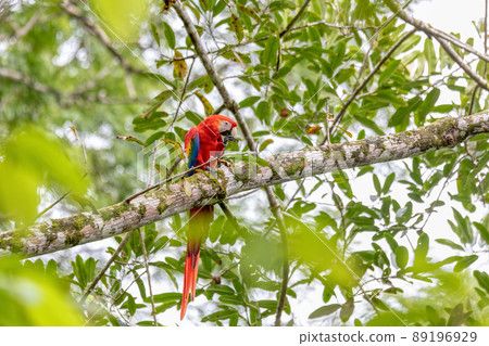Scarlet macaw, Ara macao, Quepos Costa Rica. Scarlet macaw, Ara macao, Quepos Costa Rica. 89196929