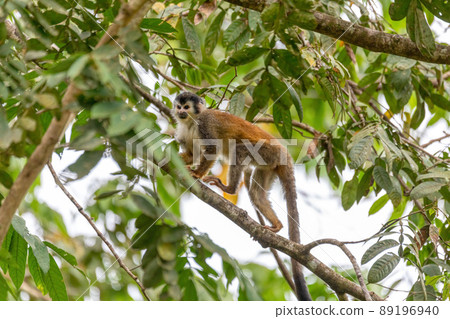 Central American squirrel monkey, Saimiri oerstedii, Quepos, Costa Rica wildlife Central American squirrel monkey, Saimiri oerstedii, Quepos, Costa Rica wildlife 89196940