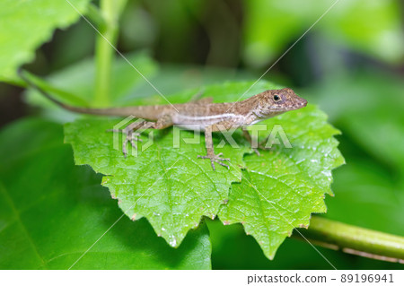 Anolis polylepis, small lizard in Quepos, Costa Rica wildlife Anolis polylepis, small lizard in Quepos, Costa Rica wildlife 89196941