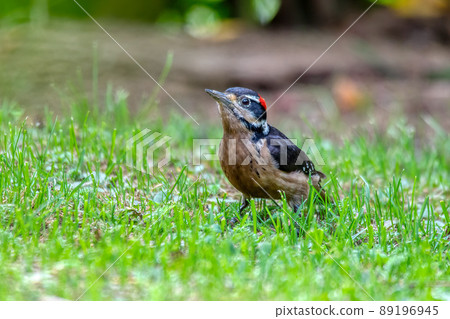 Hairy woodpecker, Leuconotopicus villosus, San Gerardo Costa Rica 89196945