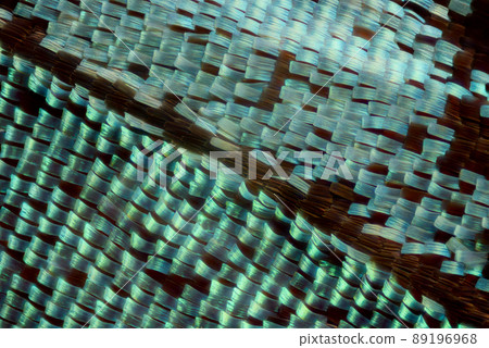 Extreme macro of butterfly wing scales under the microscope Extreme macro of butterfly wing scales under the microscope 89196968
