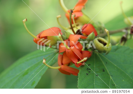 Orange flowers of East Indian Screw on branch. Orange flowers of East Indian Screw on branch. 89197054
