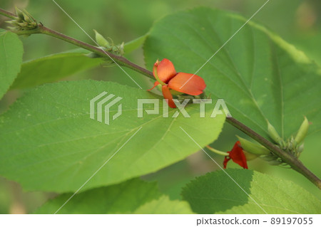 Branch of leaves and flower of East Indian Screw. Branch of leaves and flower of East Indian Screw. 89197055