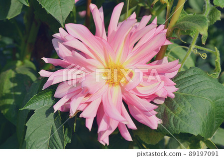 Pink and yellow spider dahlia flower Pink and yellow spider dahlia flower 89197091
