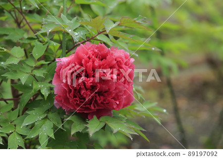Arao City Miyazaki Brothers House Peony, Arao City Miyazaki Brothers House Peony, 89197092