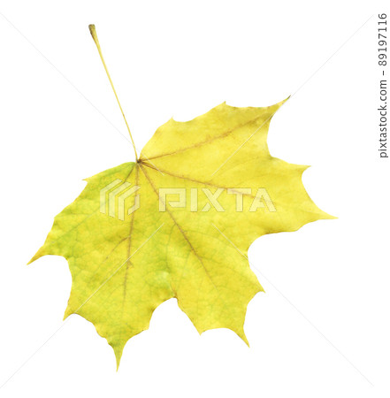 Yellow  maple leaves isolated on white background 89197116