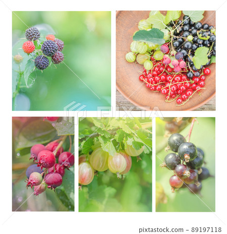 Collection of wild berries. Collage of fresh berries Collection of wild berries. Collage of fresh berries 89197118