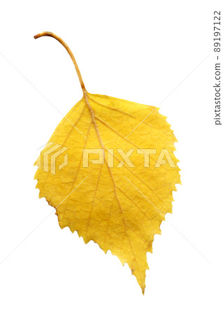 Yellow autumn leaf of birch tree isolated Yellow autumn leaf of birch tree isolated 89197122
