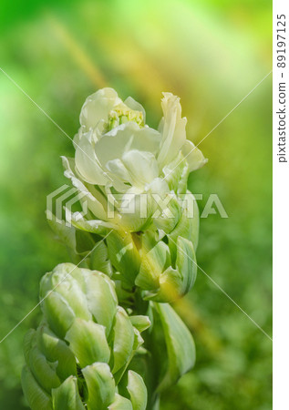 Double tulip Brooklyn Double tulip Brooklyn 89197125