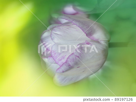 Closeup Triumph tulip  Shirley in flowerbed 89197126