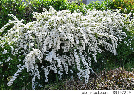 Kodemari（Otari） 89197209